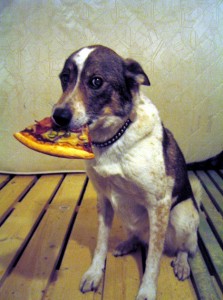 Pizzadog